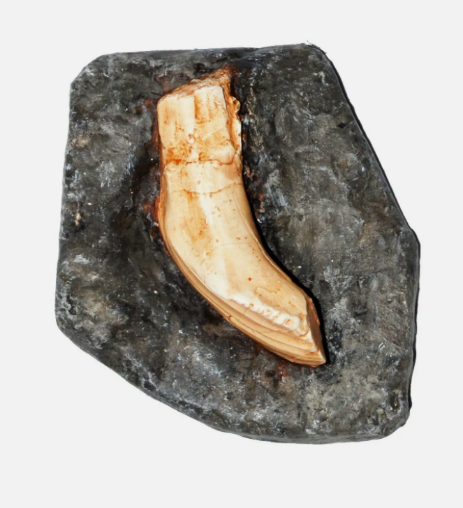 Iguanodon tooth cast replica #2 Dinosaur fossil for sale reproduction