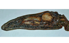画像をギャラリービューアに読み込む, Coelophysis skull cast replica #1