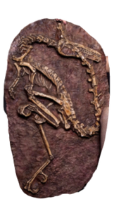 Velociraptor dig panel Velociraptor skeleton (item #P350)