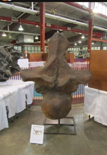 Cargar imagen en el visor de la galería, Sauropod: Argentinasaurus Vertebra cast replica Dinosaur