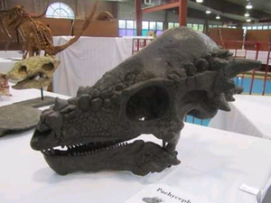 Pachycephalosaurus skull cast replica