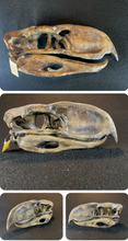 Charger l&#39;image dans la galerie, Phororhacos giant killer bird model skull skull cast replica