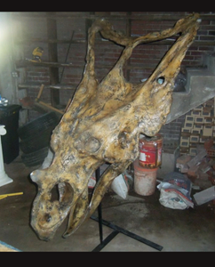 Chasmosaurus Skull cast replica dinosaur skull