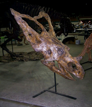Charger l&#39;image dans la galerie, Chasmosaurus Skull cast replica dinosaur skull