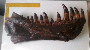 T-rex:  Dinosaur mandible cast replica
