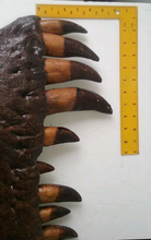 Charger l&#39;image dans la galerie, T-rex:  Dinosaur mandible cast replica