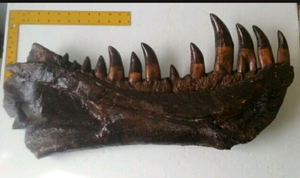 T-rex:  Dinosaur mandible cast replica