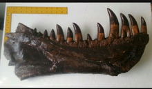 Load image into Gallery viewer, T-rex:  Dinosaur mandible cast replica