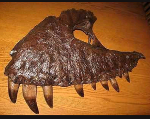 T-rex:  Dinosaur maxilla cast replica