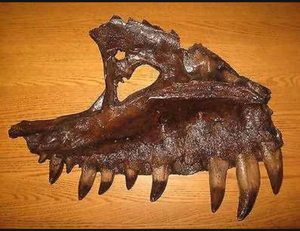 T-rex:  Dinosaur maxilla cast replica