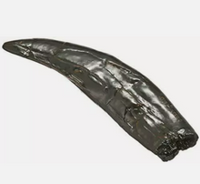Charger l&#39;image dans la galerie, Allosaurus: Japan Allosaurus Dinosaur Fossil Tooth cast replica figure 10cm