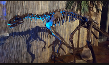 Load image into Gallery viewer, Lufengosaurus skeleton cast replica dinosaur for sale or rent
