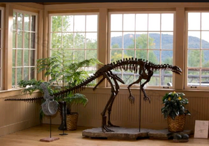 Lufengosaurus skeleton cast replica dinosaur for sale or rent