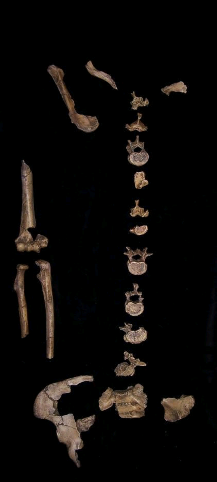 Australopithecus africanus STW 431 Skeleton cast replica Full-size cast