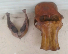 Load image into Gallery viewer, Mammoth Skull cast replica #1 Pleistocene. Ice Age