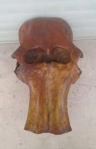 Mammoth Skull cast replica #1 Pleistocene. Ice Age