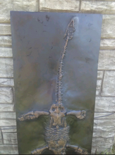 Cargar imagen en el visor de la galería, Plesiosaurus Skeleton cast replica marine reptile