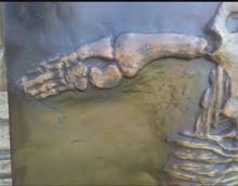 Charger l&#39;image dans la galerie, Plesiosaurus Skeleton cast replica marine reptile