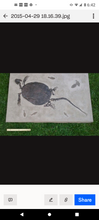Load image into Gallery viewer, Turtle (Chisternon undatum) skeleton fossil cast replica
