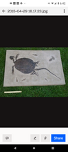 Load image into Gallery viewer, Turtle (Chisternon undatum) skeleton fossil cast replica