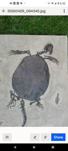 Turtle (Chisternon undatum) skeleton fossil cast replica