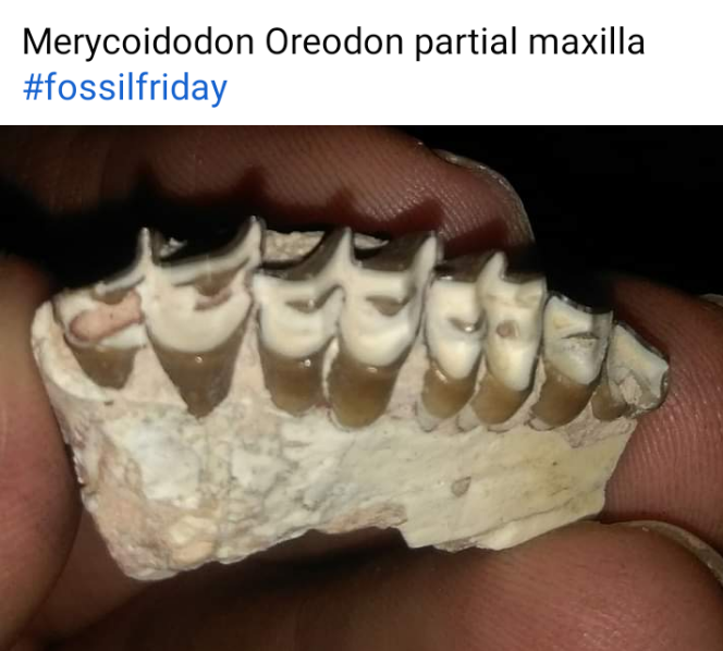 Merycoidodon Teeth fossil cast replica reproduction