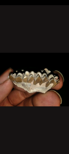 Merycoidodon Teeth fossil cast replica reproduction