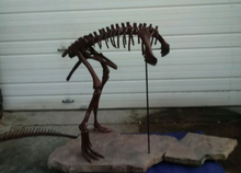 Charger l&#39;image dans la galerie, Lufengosaurus skeleton cast replica dinosaur for sale or rent