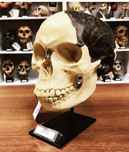 Cargar imagen en el visor de la galería, Piltdown man skull cranium replica Full-size reconstruction cast reconstruction