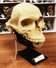 画像をギャラリービューアに読み込む, Piltdown man skull cranium replica Full-size reconstruction cast reconstruction