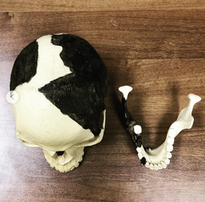 Piltdown man skull cranium replica Full-size reconstruction cast reconstruction