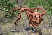 Load image into Gallery viewer, Protoceratops skeleton cast replica