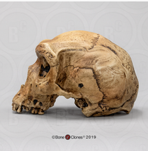 Cargar imagen en el visor de la galería, Homo heidelbergensis  cranium replica Full-size cast 2023
