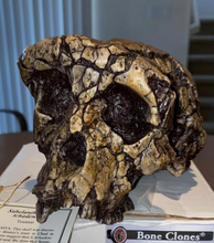 Cargar imagen en el visor de la galería, Sahelanthropus Tchadensis Toumai Cranium Skull