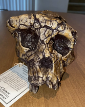 Charger l&#39;image dans la galerie, Sahelanthropus Tchadensis Toumai Cranium Skull