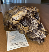 Charger l&#39;image dans la galerie, Sahelanthropus Tchadensis Toumai Cranium Skull
