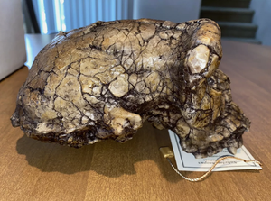 Sahelanthropus Tchadensis Toumai Cranium Skull