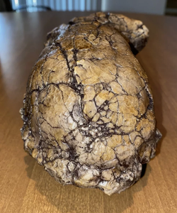Sahelanthropus Tchadensis Toumai Cranium Skull