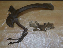 画像をギャラリービューアに読み込む, T-rex adult arm cast replica