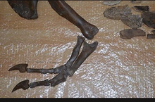 Charger l&#39;image dans la galerie, T-rex adult arm cast replica