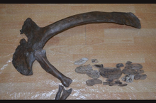 Laden Sie das Bild in den Galerie-Viewer, T-rex adult arm cast replica