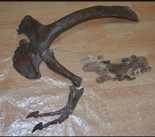 Charger l&#39;image dans la galerie, T-rex adult arm cast replica