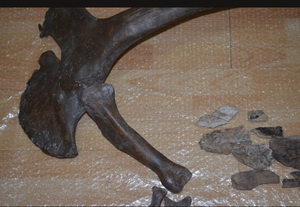 T-rex adult arm cast replica