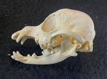 Cargar imagen en el visor de la galería, Chihuahua Dog Skull Cast Replica #2 Reproduction