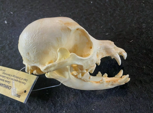 Chihuahua Dog Skull Cast Replica #2 Reproduction