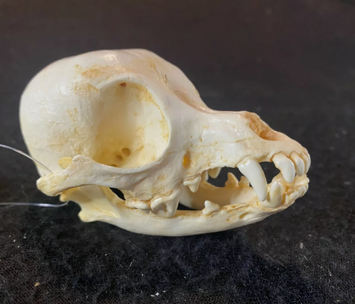 Chihuahua Dog Skull Cast Replica #2 Reproduction