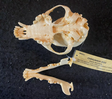 Cargar imagen en el visor de la galería, Chihuahua Dog Skull Cast Replica #2 Reproduction