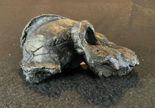 Charger l&#39;image dans la galerie, Australopithecus aethiopicus skull cast #2 reconstruction 2022 Price