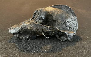 Australopithecus aethiopicus skull cast #2 reconstruction 2022 Price