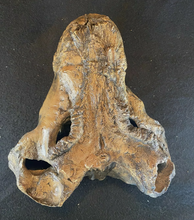 Cargar imagen en el visor de la galería, Gorgonopsid mammal-like reptile - Replica Skull - education zoology paleontology
